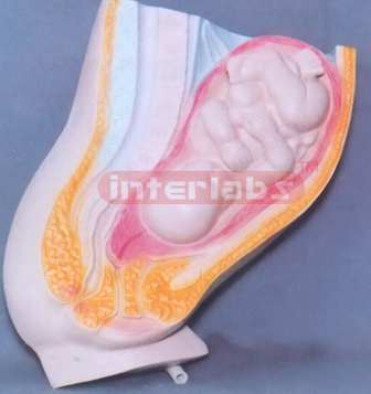 HUMAN MATERNITY (9 MONTH) PREGNANCY AND WOMB MODEL